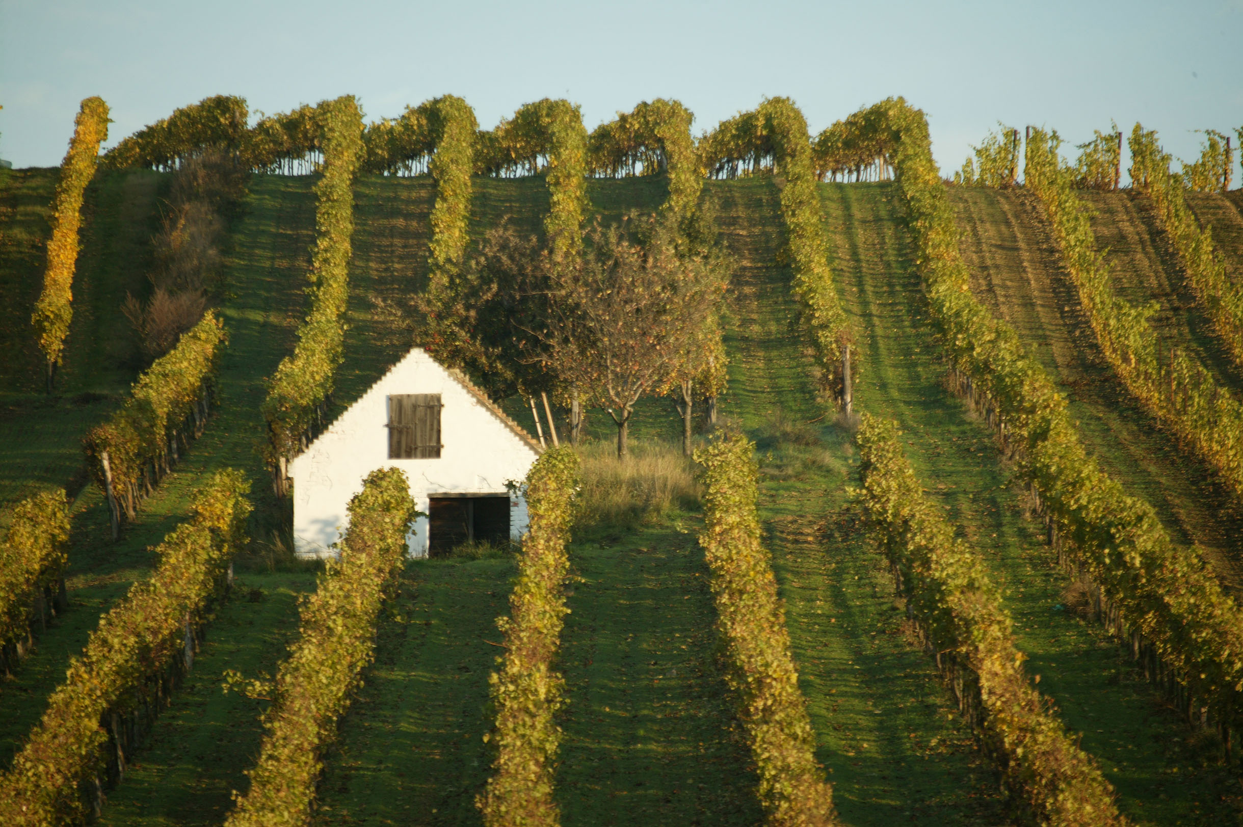 Weingarten (c) Weinrieder