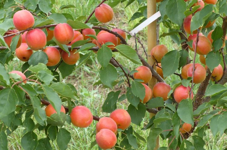 Apricot-adventure-trail