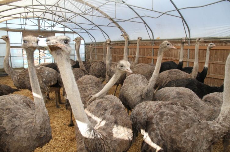 Schulprogramme TRAUBENERLEBNIS